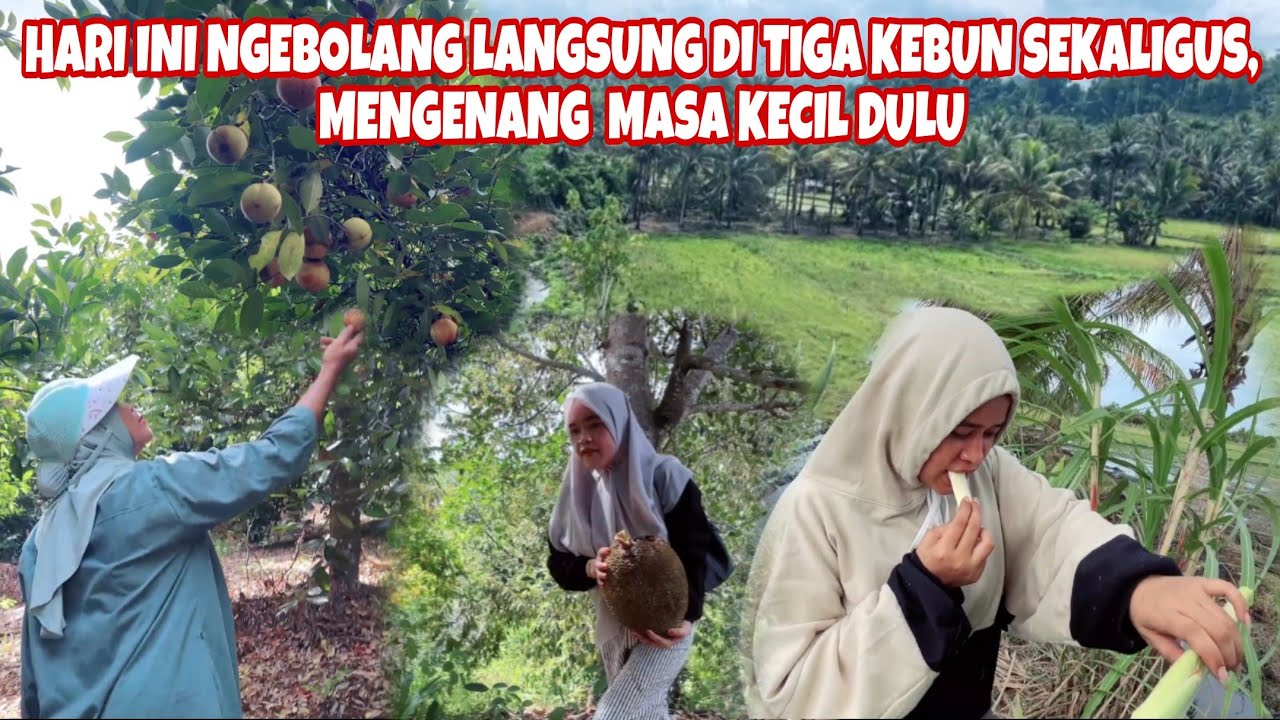 HARI PERTAMA DI KAMPUNG, DI AJAK TANTE JALAN-JALAN DI KEBUN KITA NGEBOLANG HARI INI 