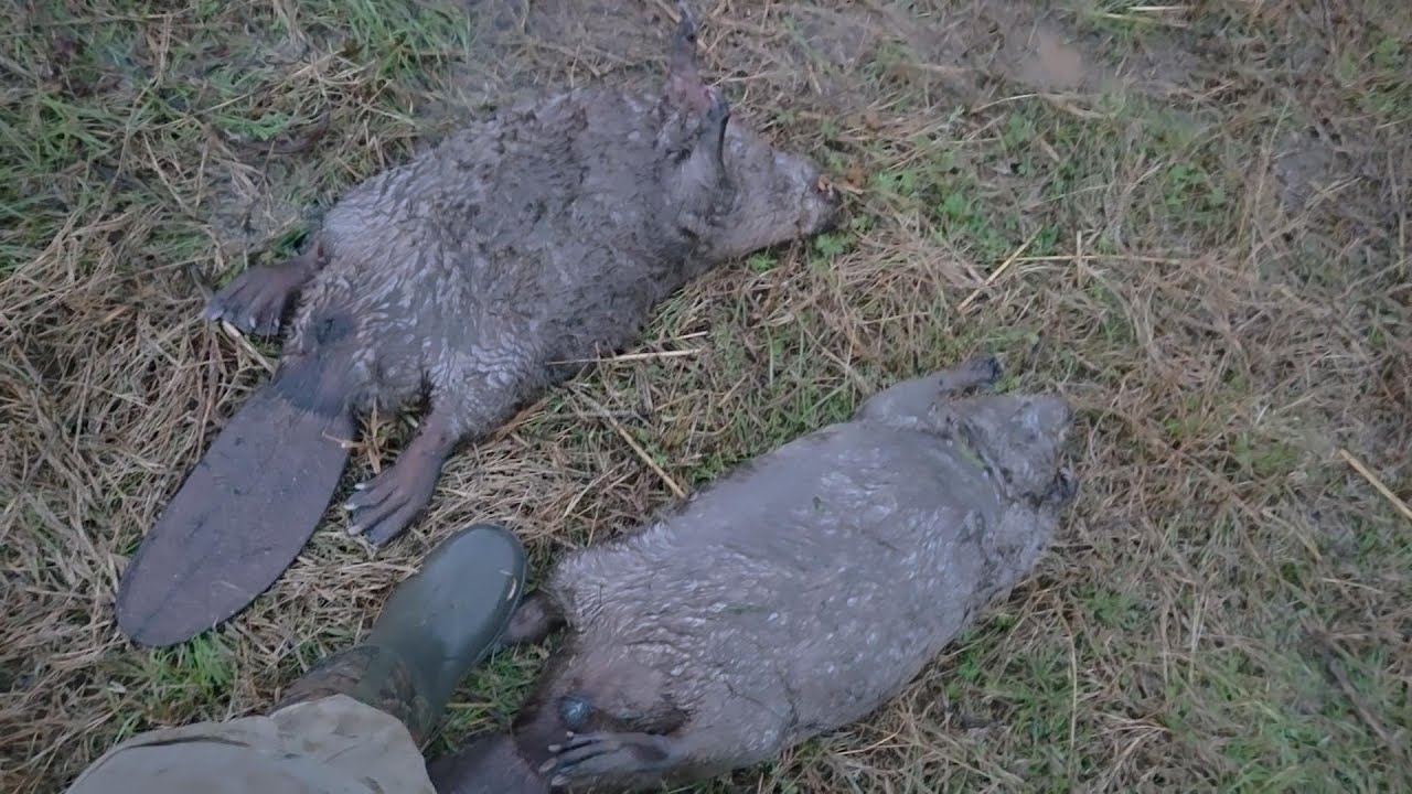 How Do I Beaver Trap? #beaver #trapping
