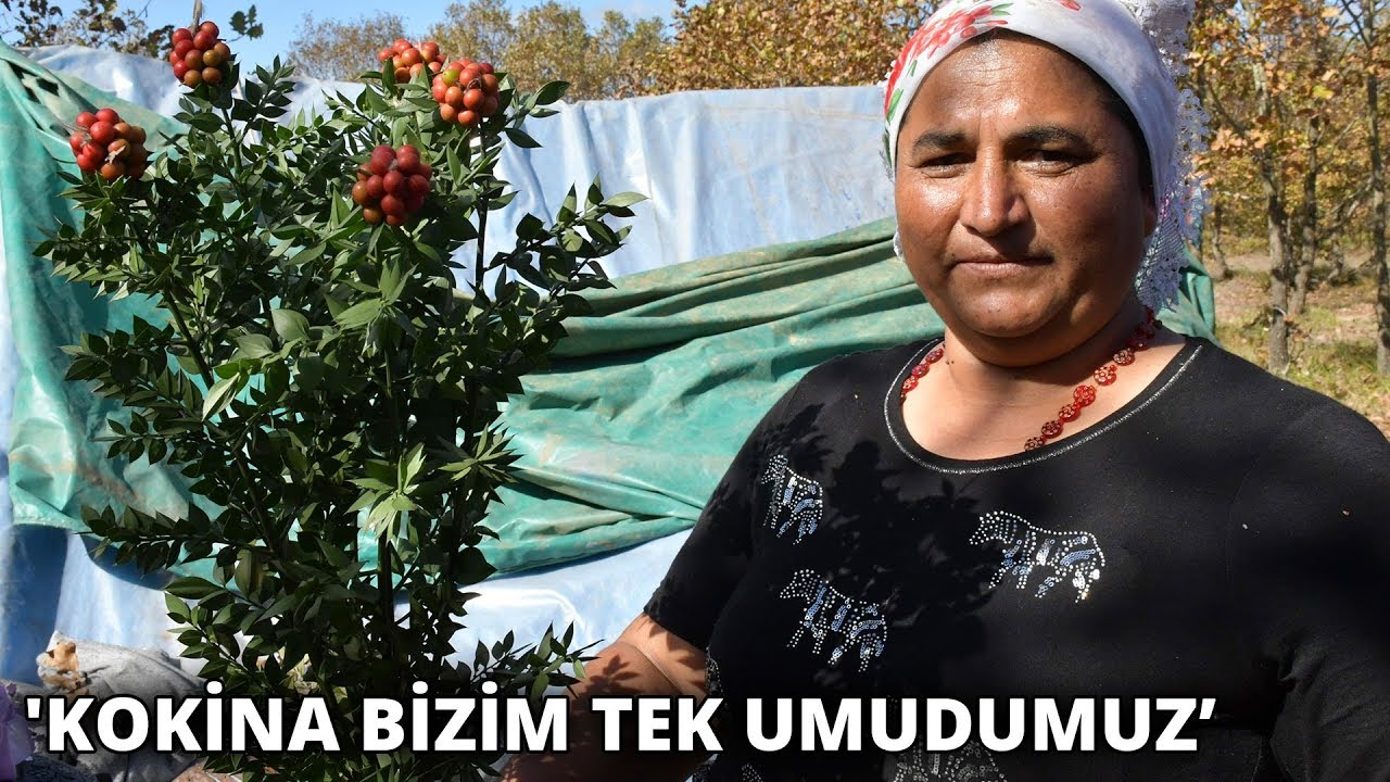 Istranca Ormanları'nda mantar için kamp kuranlar bu yıl üzgün