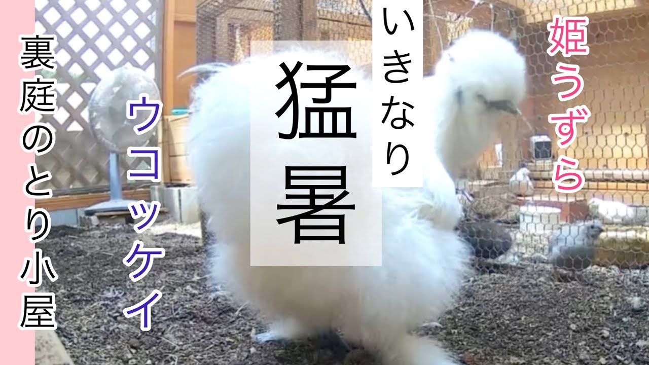 いきなり猛暑！抱卵モード明けのウコッケイのおもちと姫うずらたちは暑さでこんな感じ【裏庭のとり小屋】