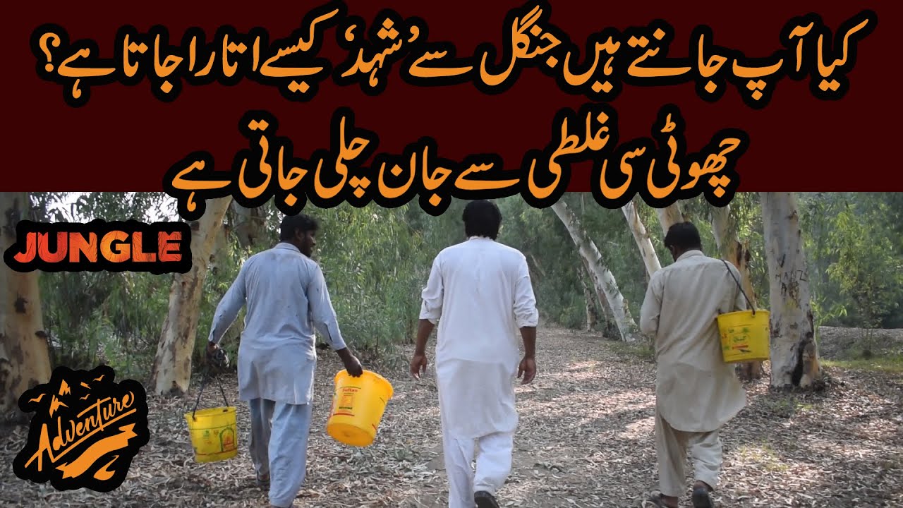 Jungle Boys Extracting Honey | Shahad Utarne Wala Tarzan | X Reporter