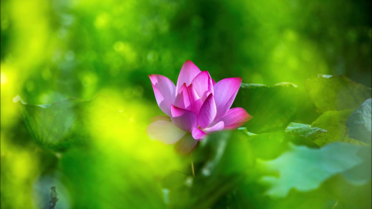 荷花輯 ( 2019年7月.8月拍攝)