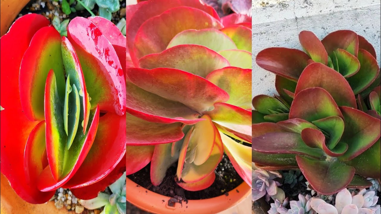 Kalanchoe, Luciae, Vivien, Thyrsiflora, Fantastic. (Orelha de Elefante)