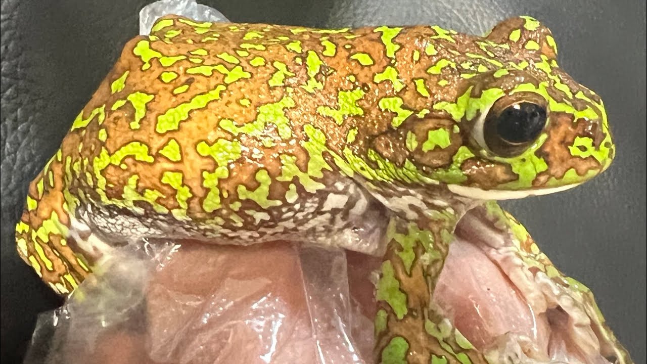 道端に大量に落ちてるモリアオガエルを拾う