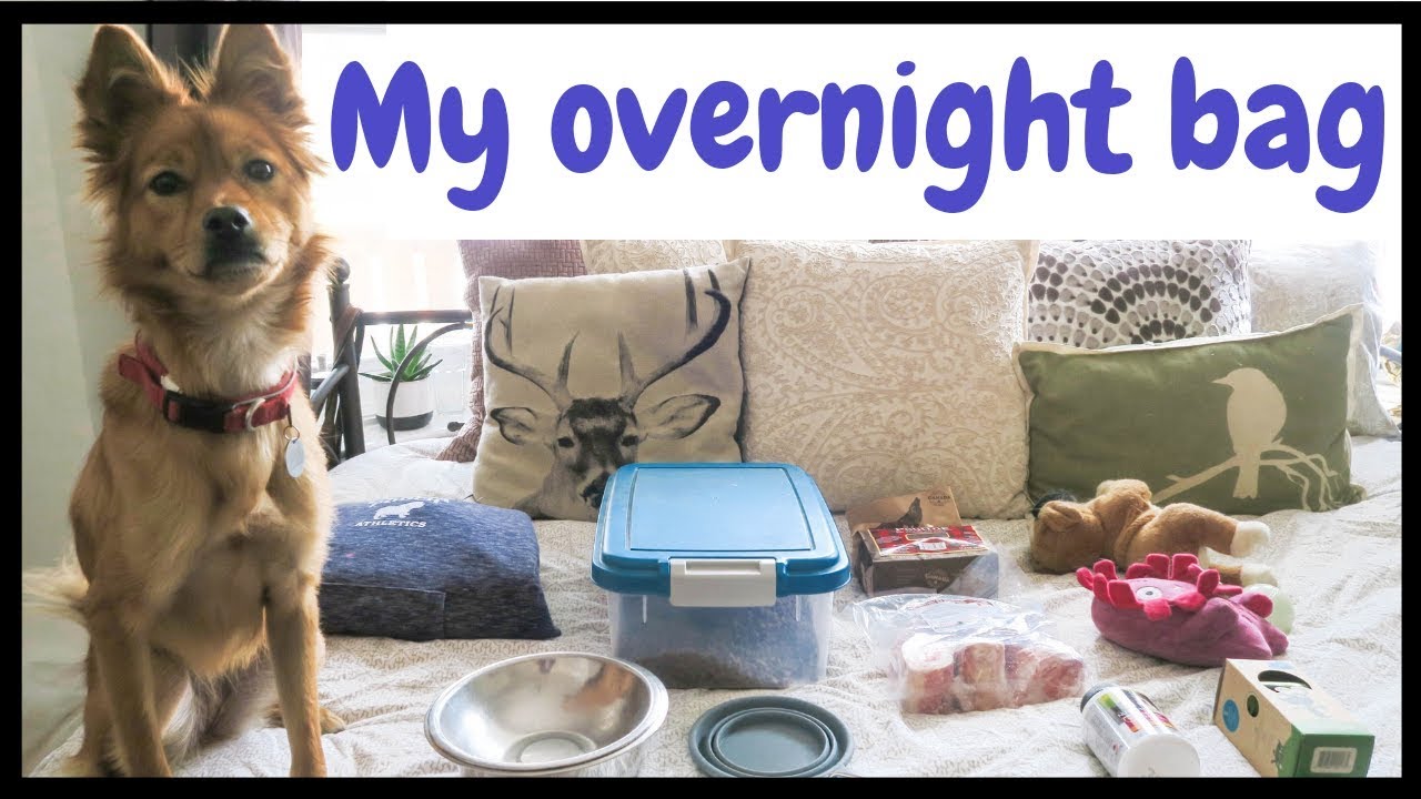 What's in my Dog's Overnight Bag?