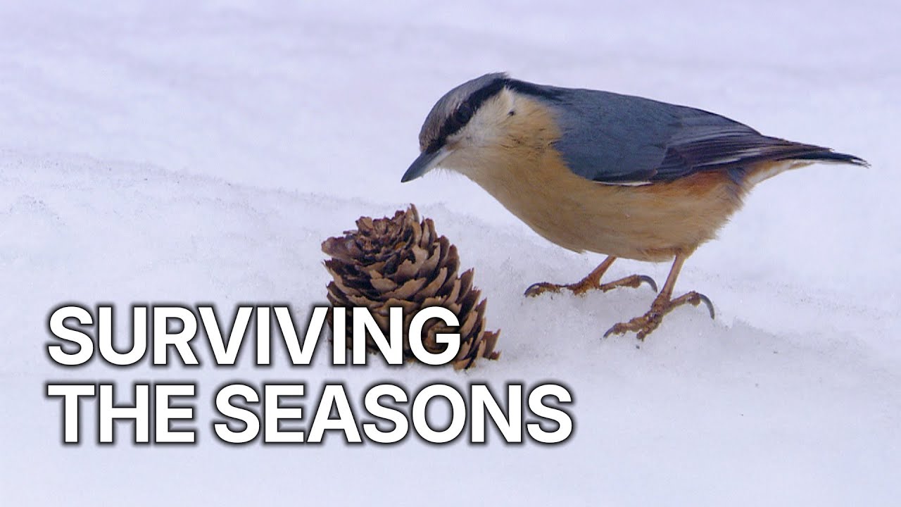 The Magical Four: Our Seasons | Surviving the Seasons