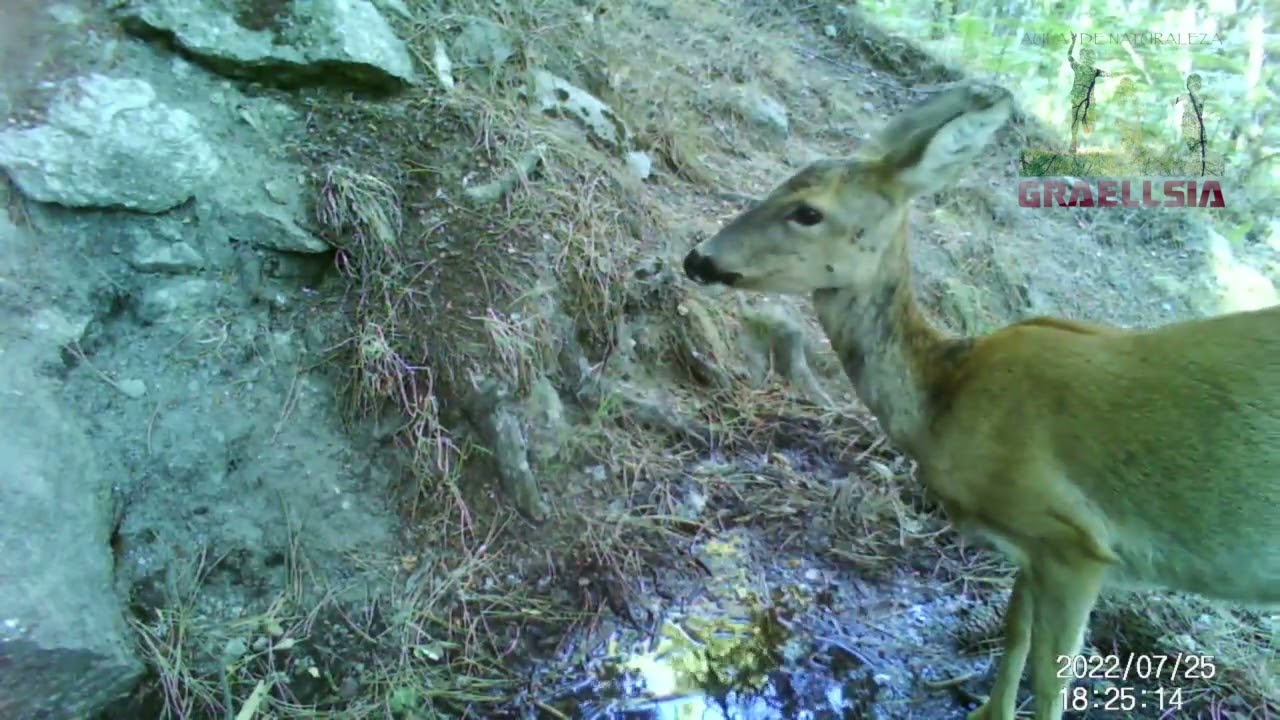Calor y sed de los animales en la Sierra de Guadarrama.