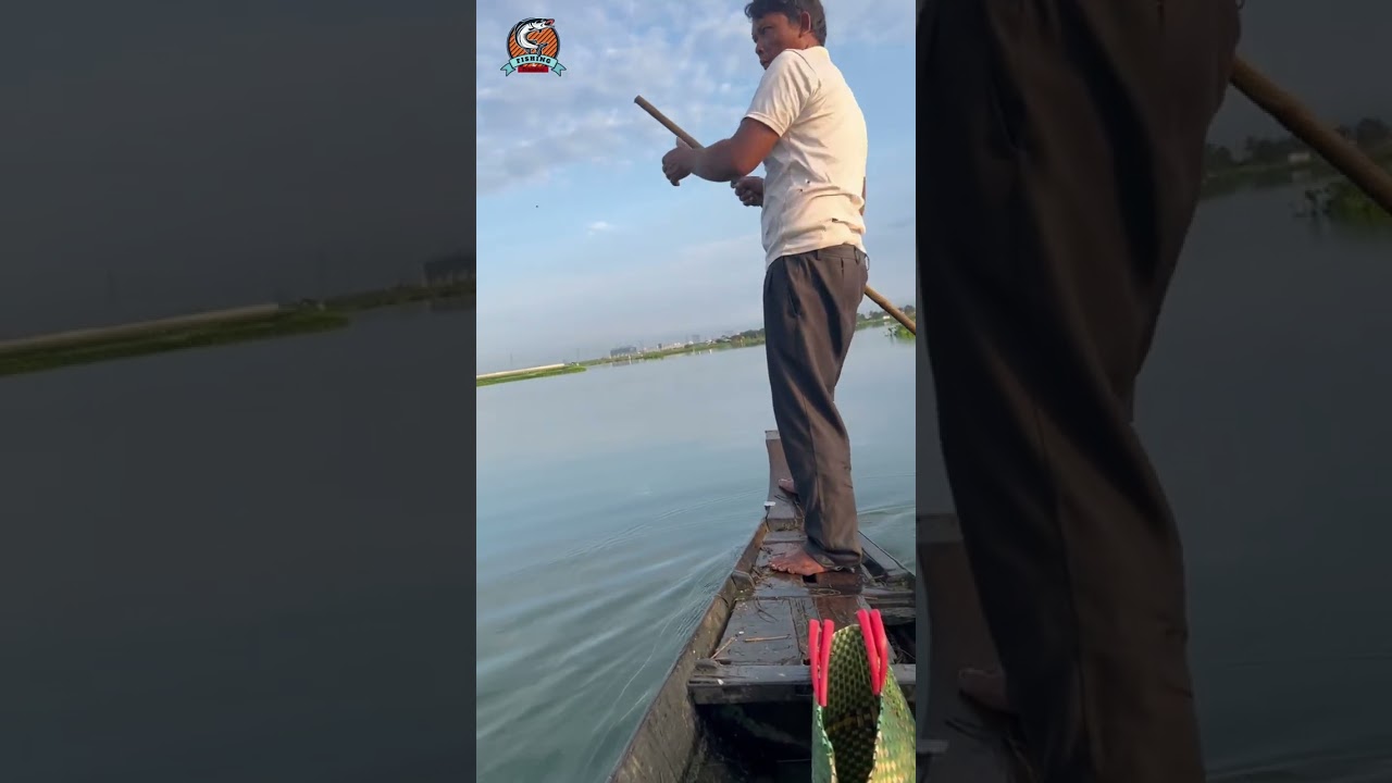 Come to lift the fishing net in the lotus field #fishing #rural #fish #lifestyle #relaxing #nature 