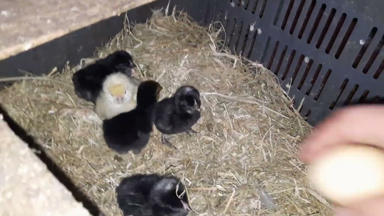 مشروع لربح المال من المنزل تربية دجاج