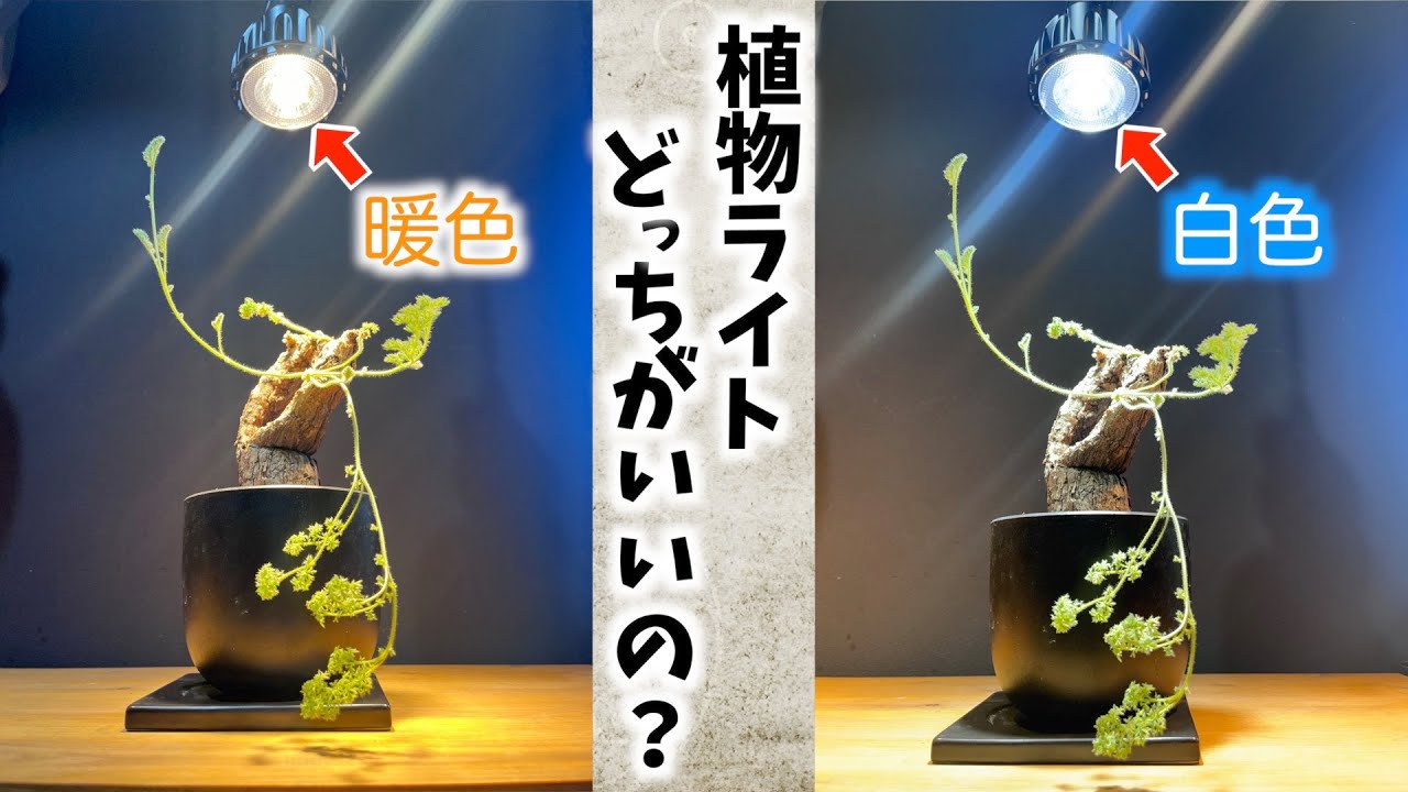 【コスパ最高】日が当たらなくても大丈夫！置き場の雰囲気に合わせて色が選べる植物育成ライトをご紹介！#塊根植物 #グラキリス #アガベ#灌木