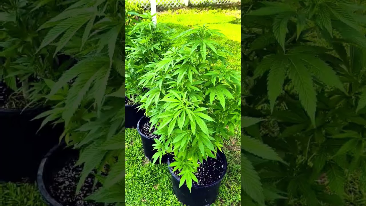 #love #motivation #shorts #trending #video #music #grow #garden #country #weed #live #art #fitness #