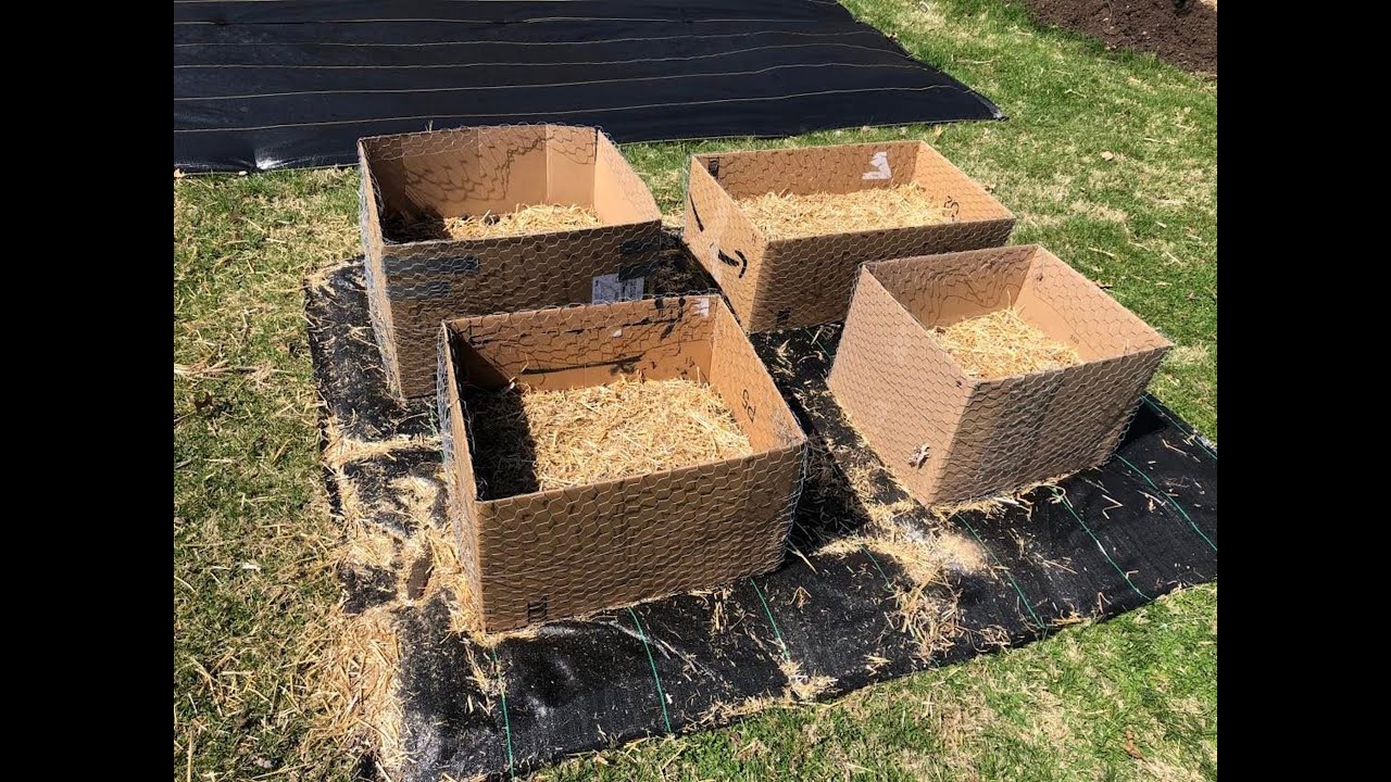 Did You Say Planting Potatoes In Cardboard Boxes?