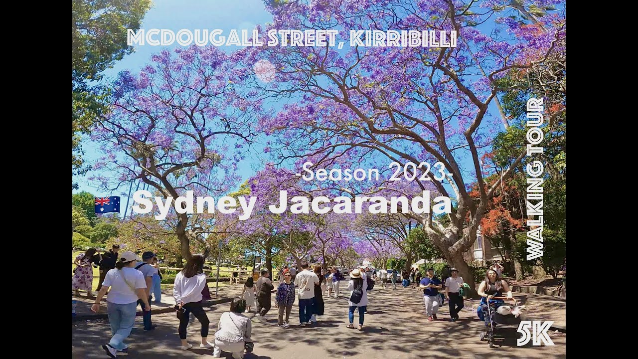Sydney Jacaranda 🇦🇺 Season 2023 [Kirribilli, McDougall Street]