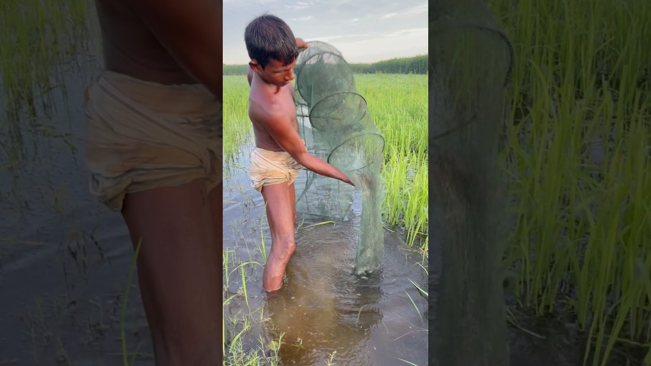 Asian village fishing #shorts