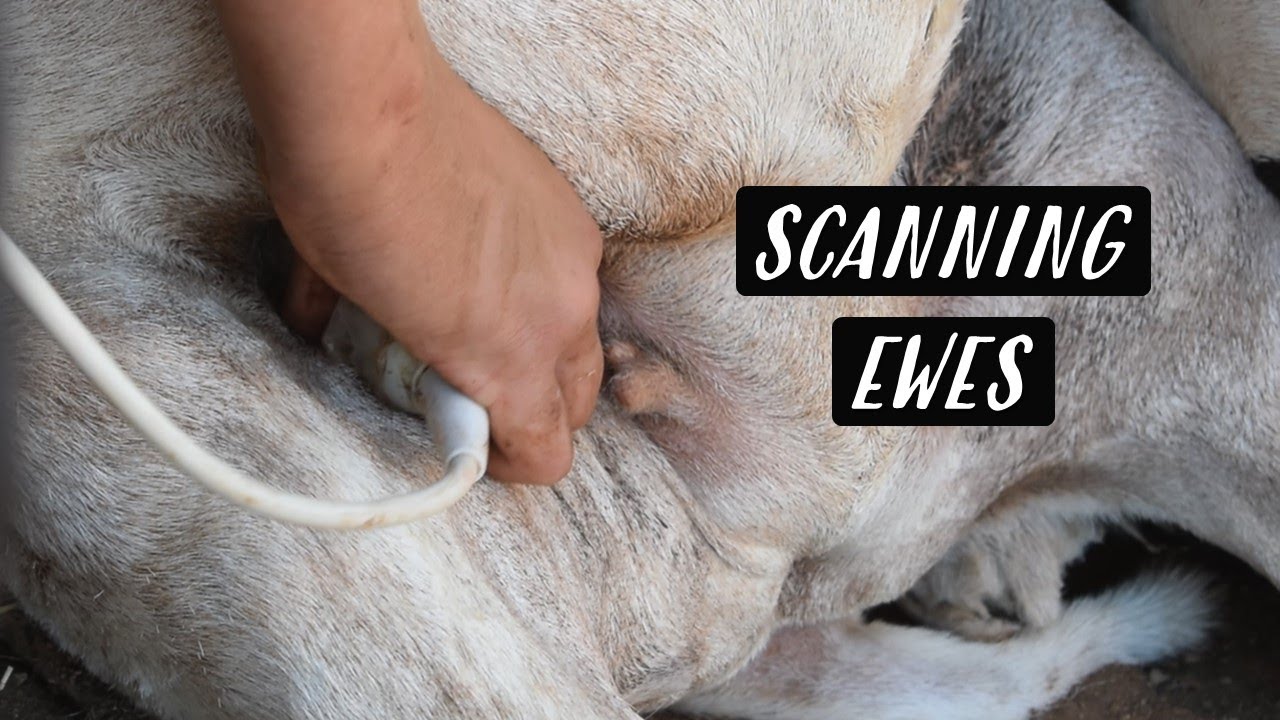 Scanning Ewes | KAROO KIDS
