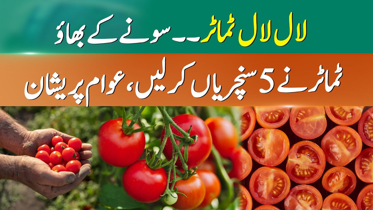 Will Tomato Prices Stabilize Before The Next Harvest Season?  | 365 News