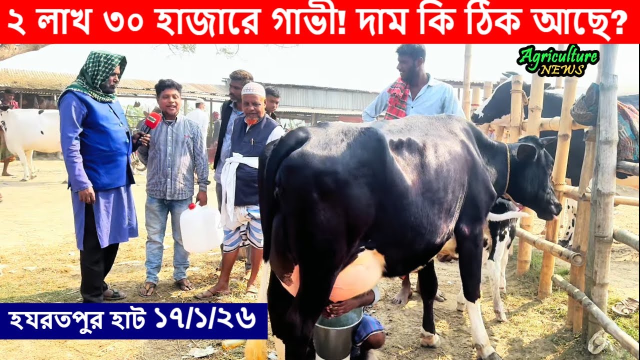 ২ লাখ ৩০ হাজারে গাভী | কিনবেন নাকি? | Agriculture News | hazratpur haat