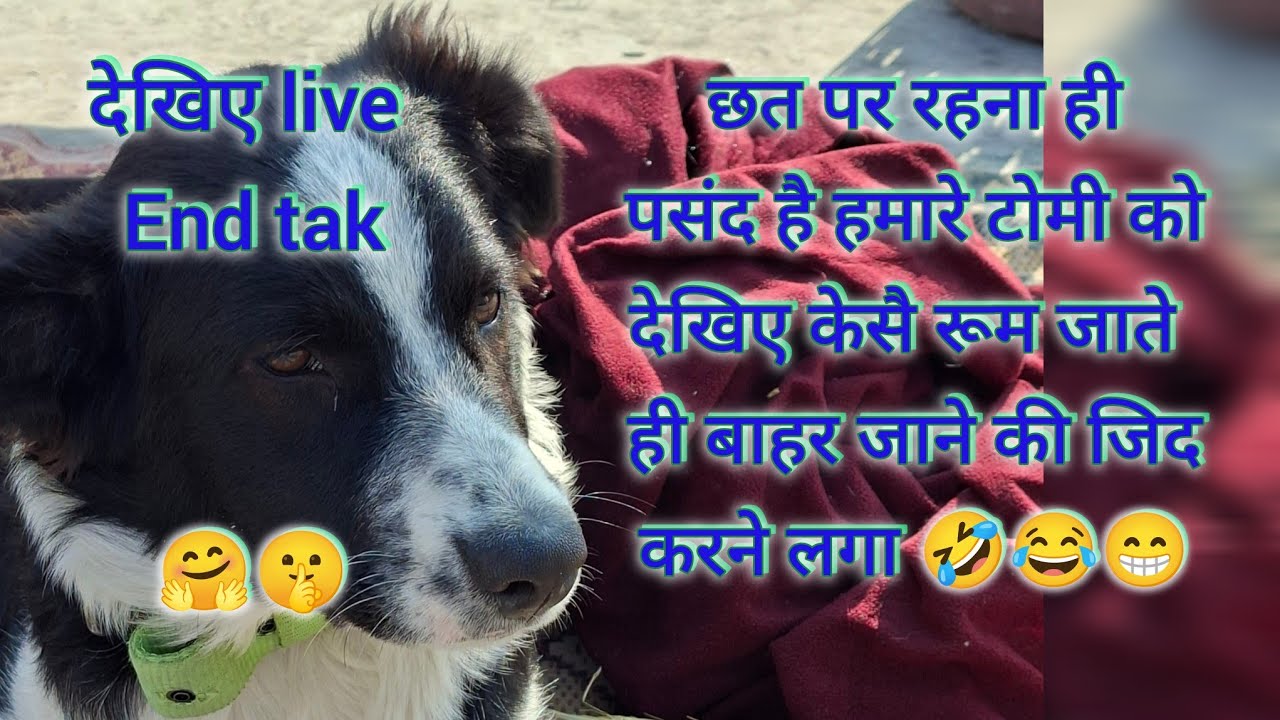 छत पर रहना ही पसंद है हमारे टोमी को 🤗 | देखिए केसै रूम जाते ही बाहर जाने की जिद्द  करने लगा 🤣😂#dog 