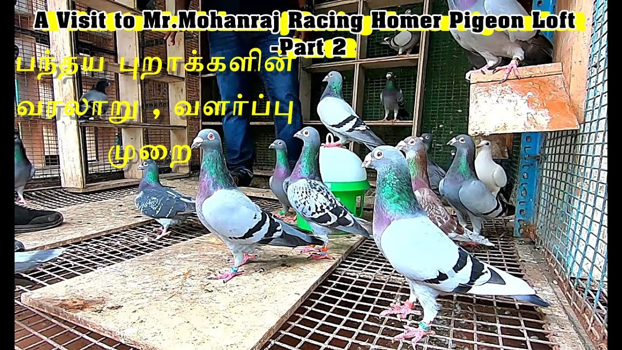 பந்தய புறாக்களின் வரலாறு,வளர்ப்பு முறை | A Visit to Mr.Mohanraj Racing Homer Pigeon Loft | Part 2