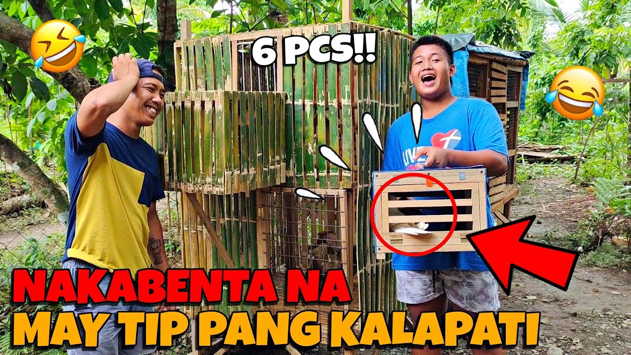 YUNG BUMILI PA ANG NALUGI SAMIN 😂 6 NA KALAPATI MAIUUWI NI BULLET HAKOT KALAPATI 😂