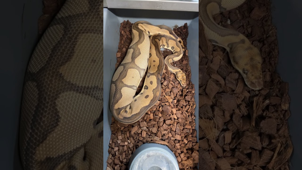 Massive Ball Python ovulation!  Wow! #ballpython #ballpythonbreeder #ballpythonbreeding