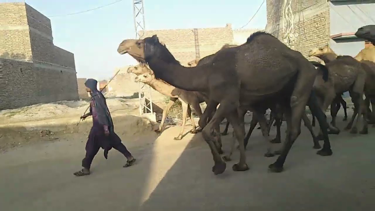 My Sweet Village Usman Shah Hydrabad Sindh 