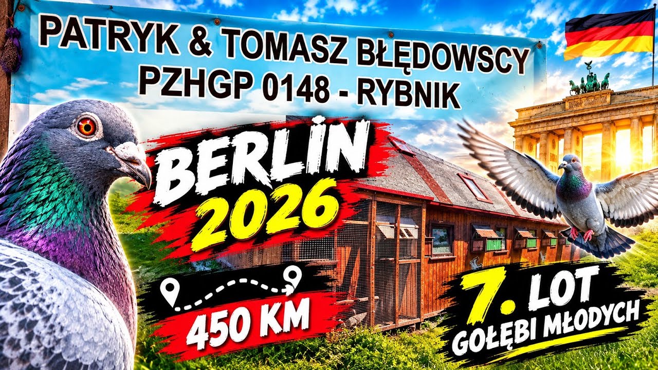 Berlin 450km, 7 lot gołębi młodych 2026. PZHGP 0148 Rybnik P&T Błędowscy - relacja z przylotu 