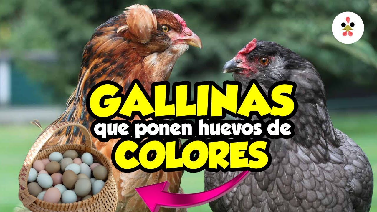¿Quieres huevos de colores? Estas son las gallinas que las ponen 🐔