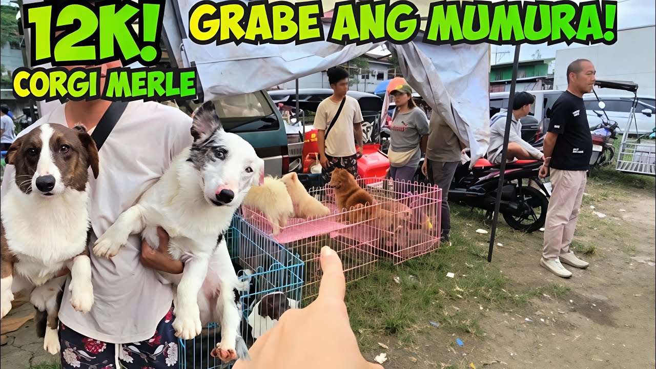 PANALO KA DITO! BAGSAK PRESYO! BOCAUE PET MARKET 12/12/25