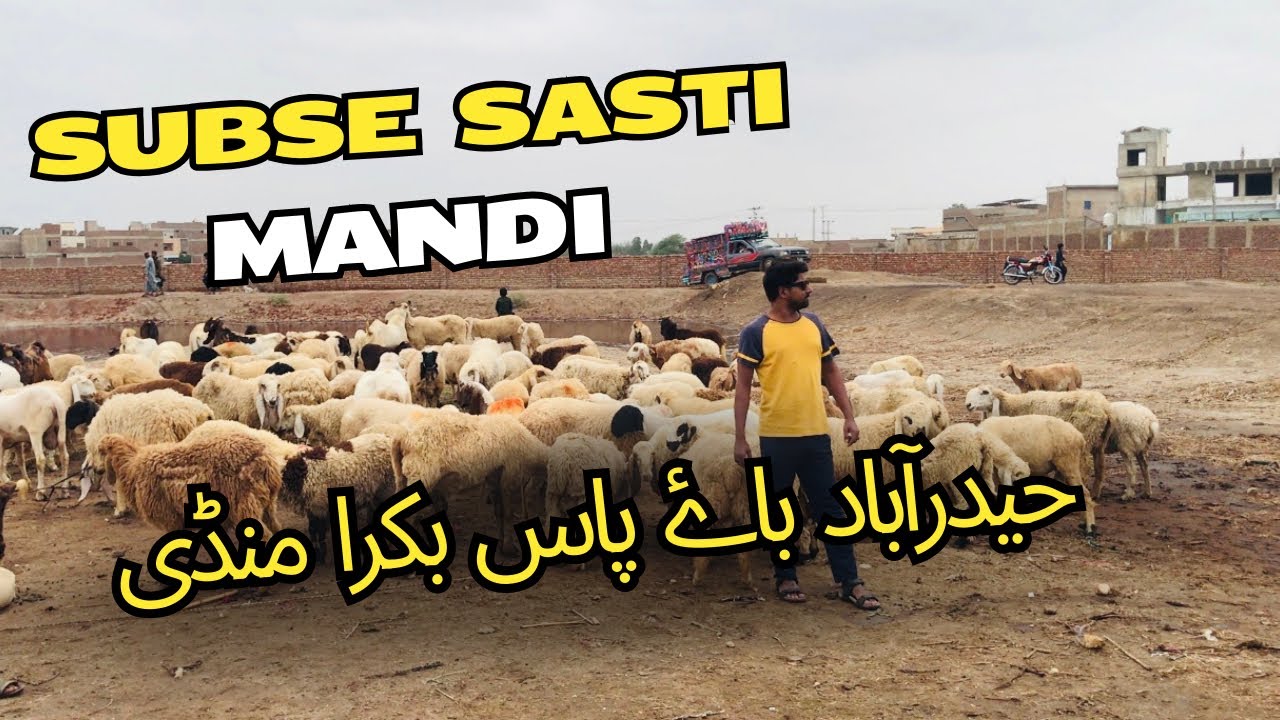 Hyderabad Bypass Bakra Mandi 7 Aug 2024 Latest Update ❤️ | Rates Update | #cattlemarketdiaries #goat