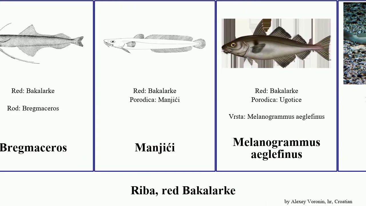 Riba, red Bakalarke fish Oslić Moonrise Tabinje Manjići Futuremono Ugotica Melanogrammus Tabinja