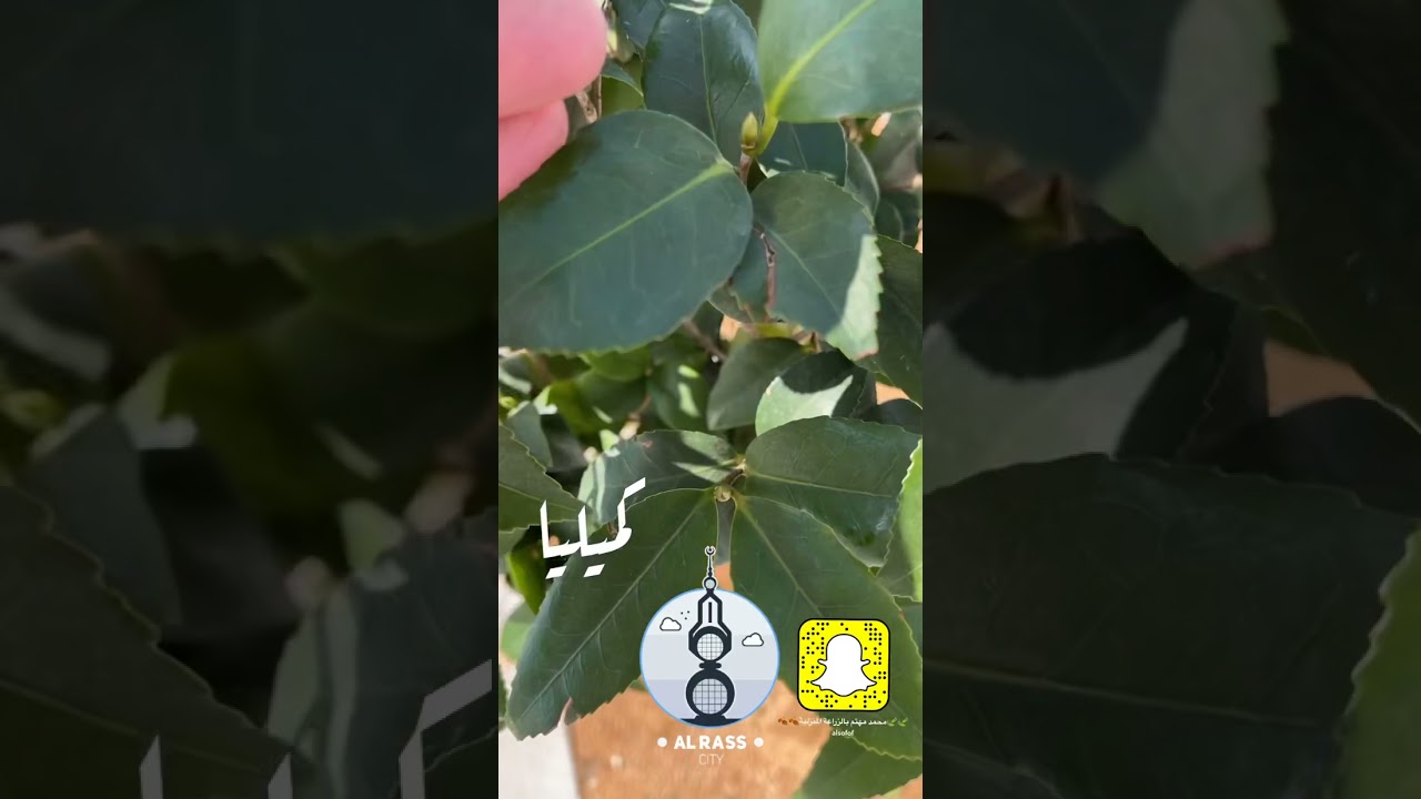 نبات الكامليا #زراعة #تنسيق_حدايق