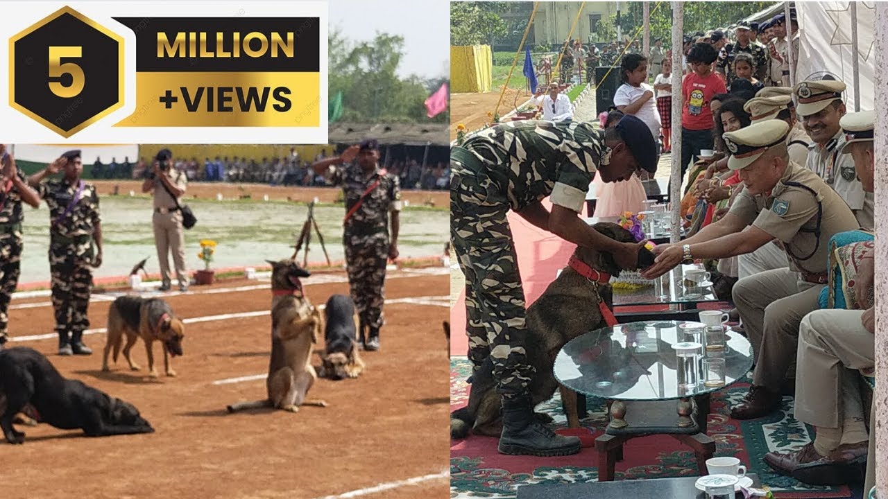 Dog's Demo show//Passing Out Parade SSB.