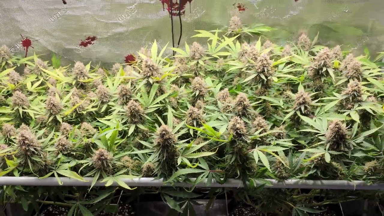 end of week 7 flower getting fat