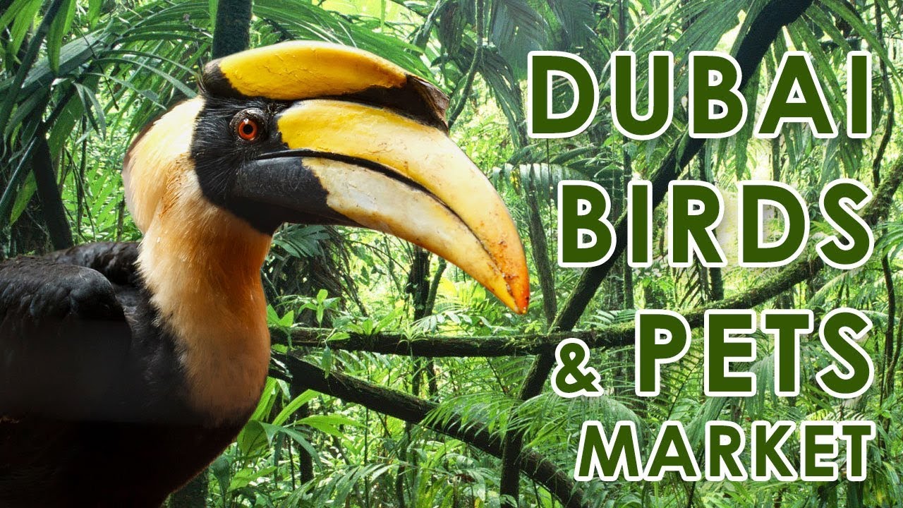 Dubai Birds & Pets Market - Exotic certified pets - Discover Dubai