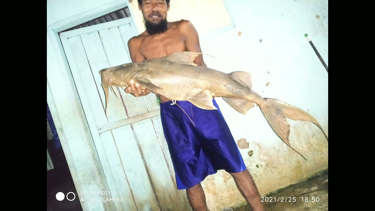 Hasil mancing dapat monster ikan purba/kuyur