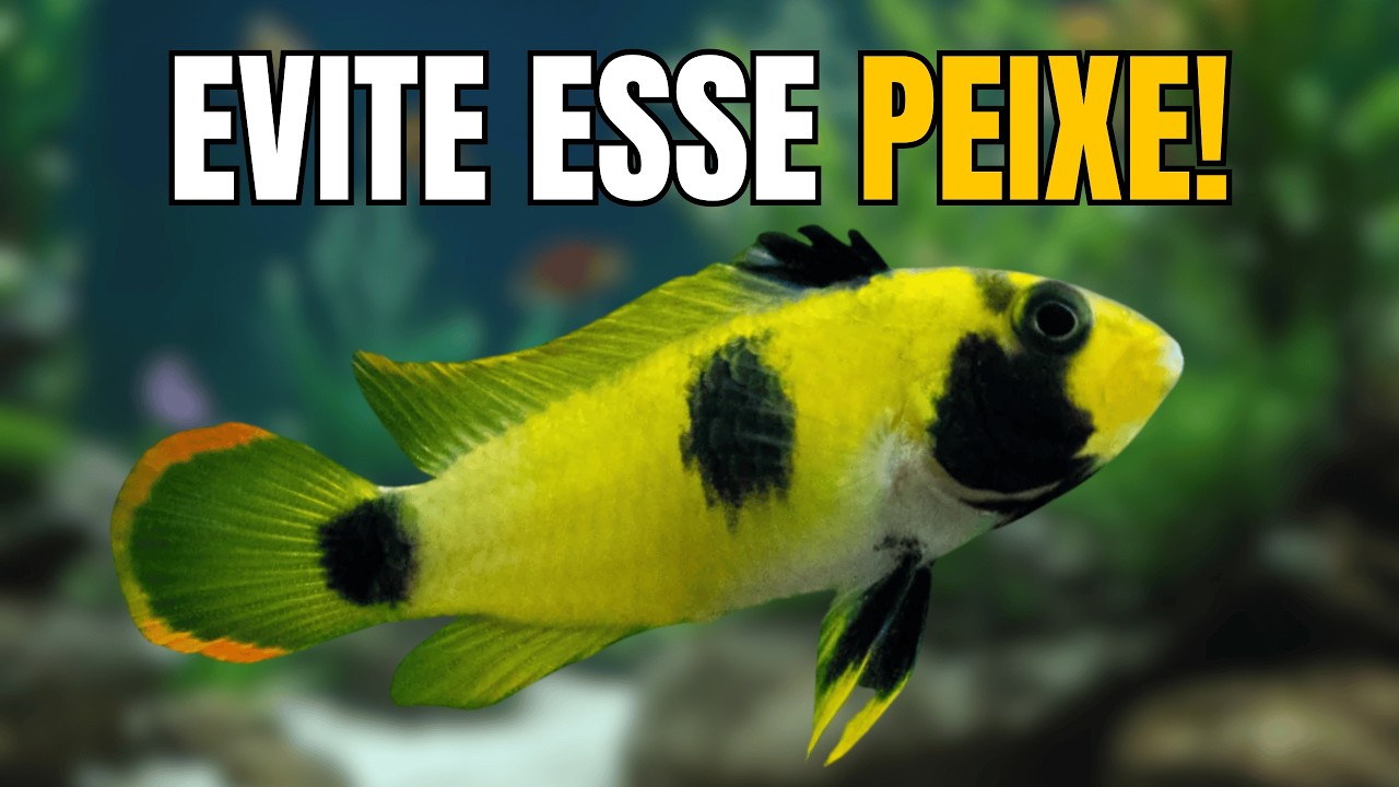 Os Apistogrammas Mais Lindos (Mas Nem Todos São Fáceis!)