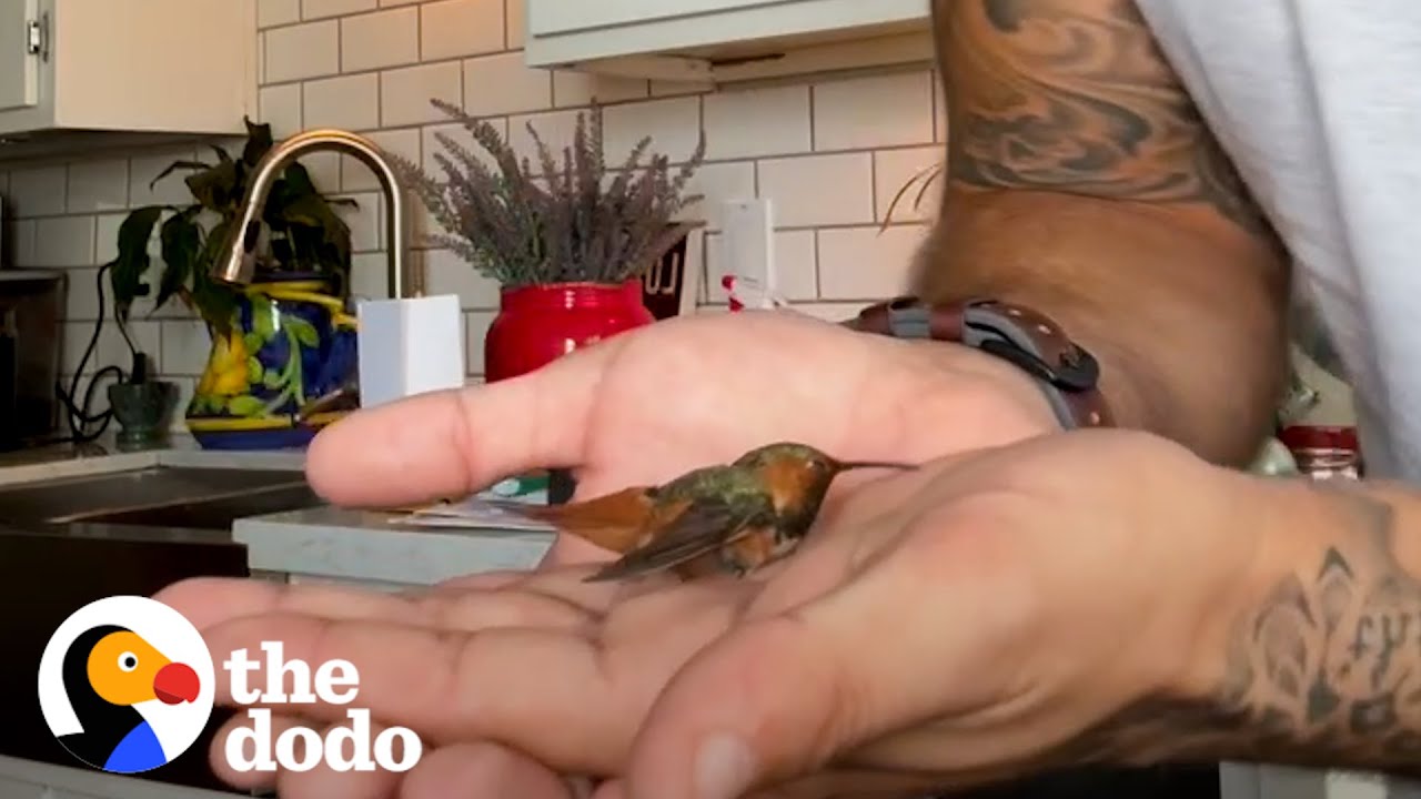 Мужчина спас раненую колибри, выгуливая собак | The Dodo