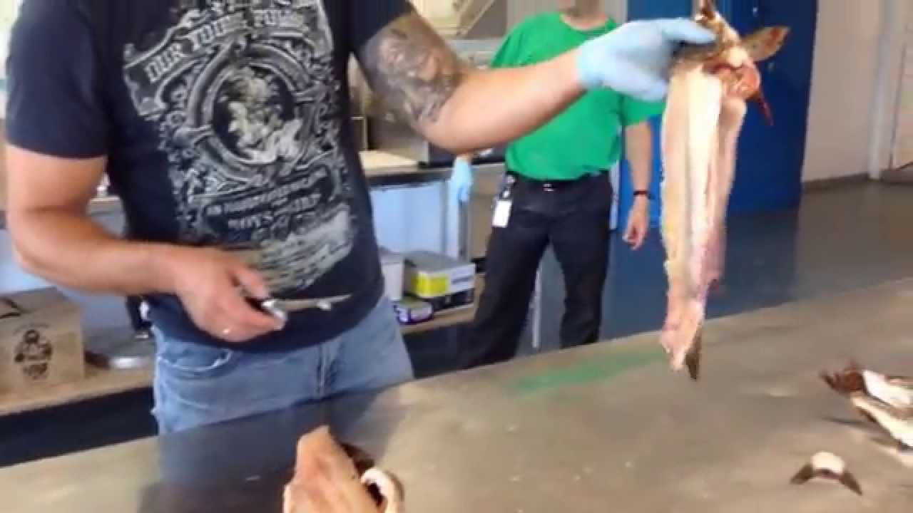Comment arranger un brochet de façon très simple, rapide et sans arêtes!