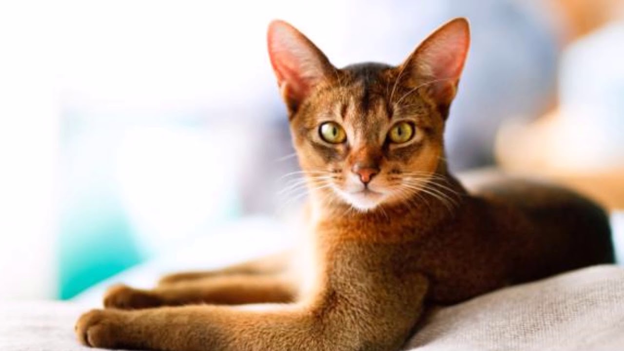 gato Abisinio