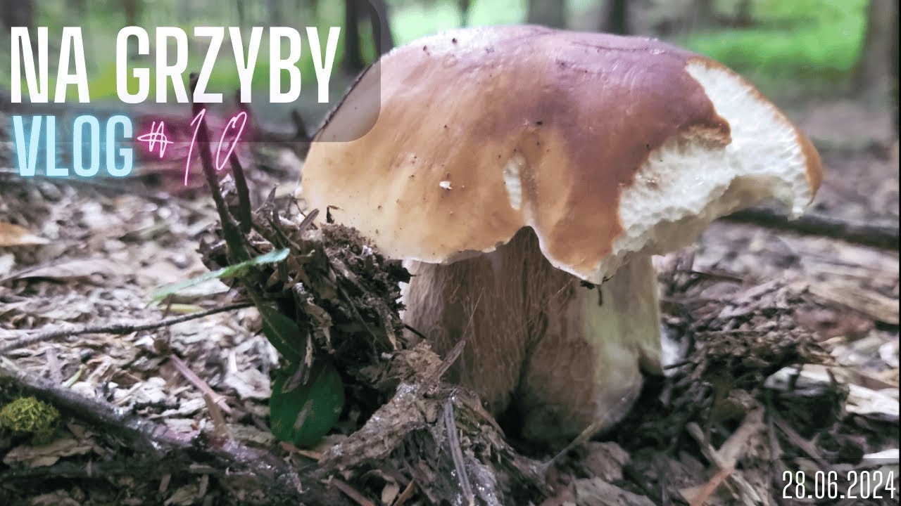 NA GRZYBY #10 - Czerwcowe zbiory ;) [4K]