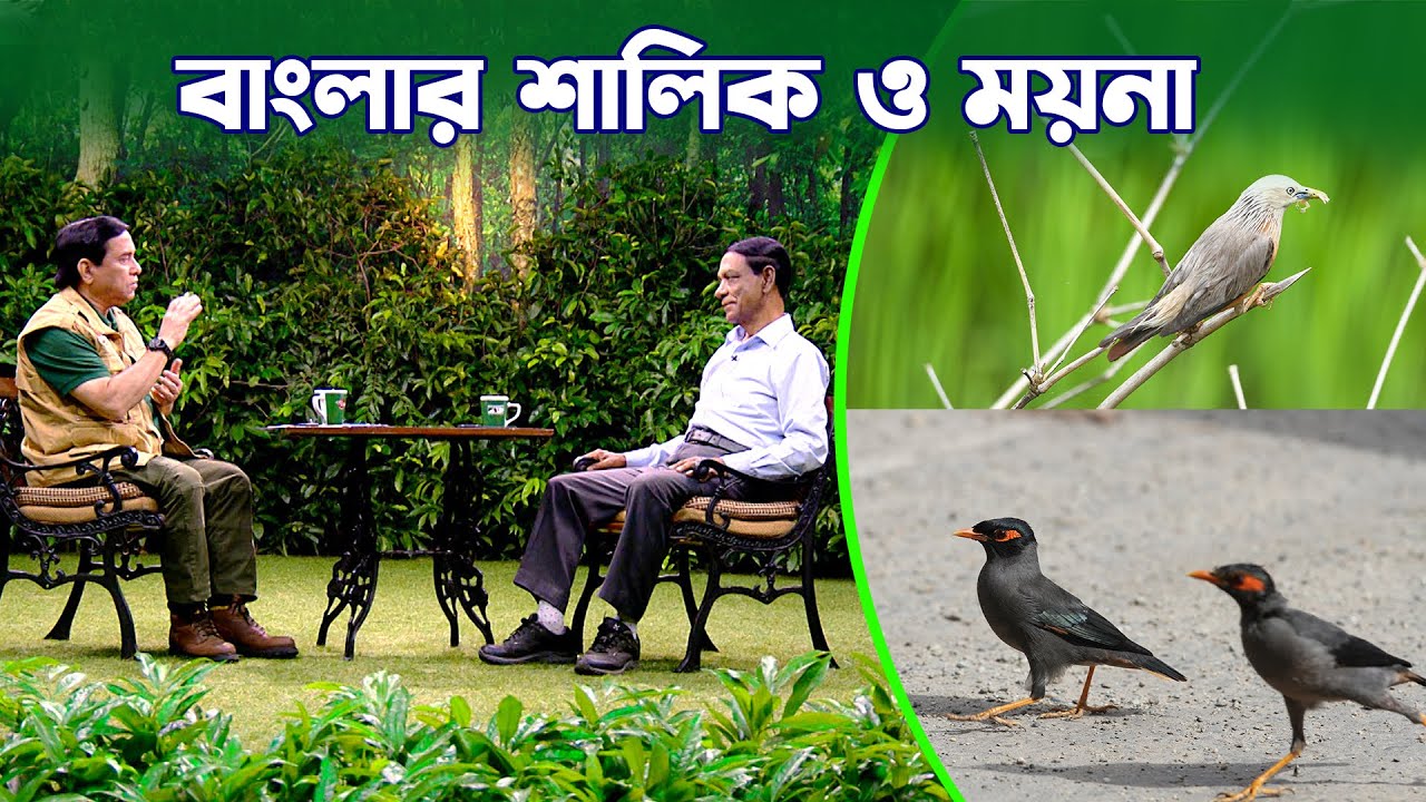 বাংলার শালিক ও ময়না | Starlings and Mynas of Bangladesh | Birds Of Bangladesh