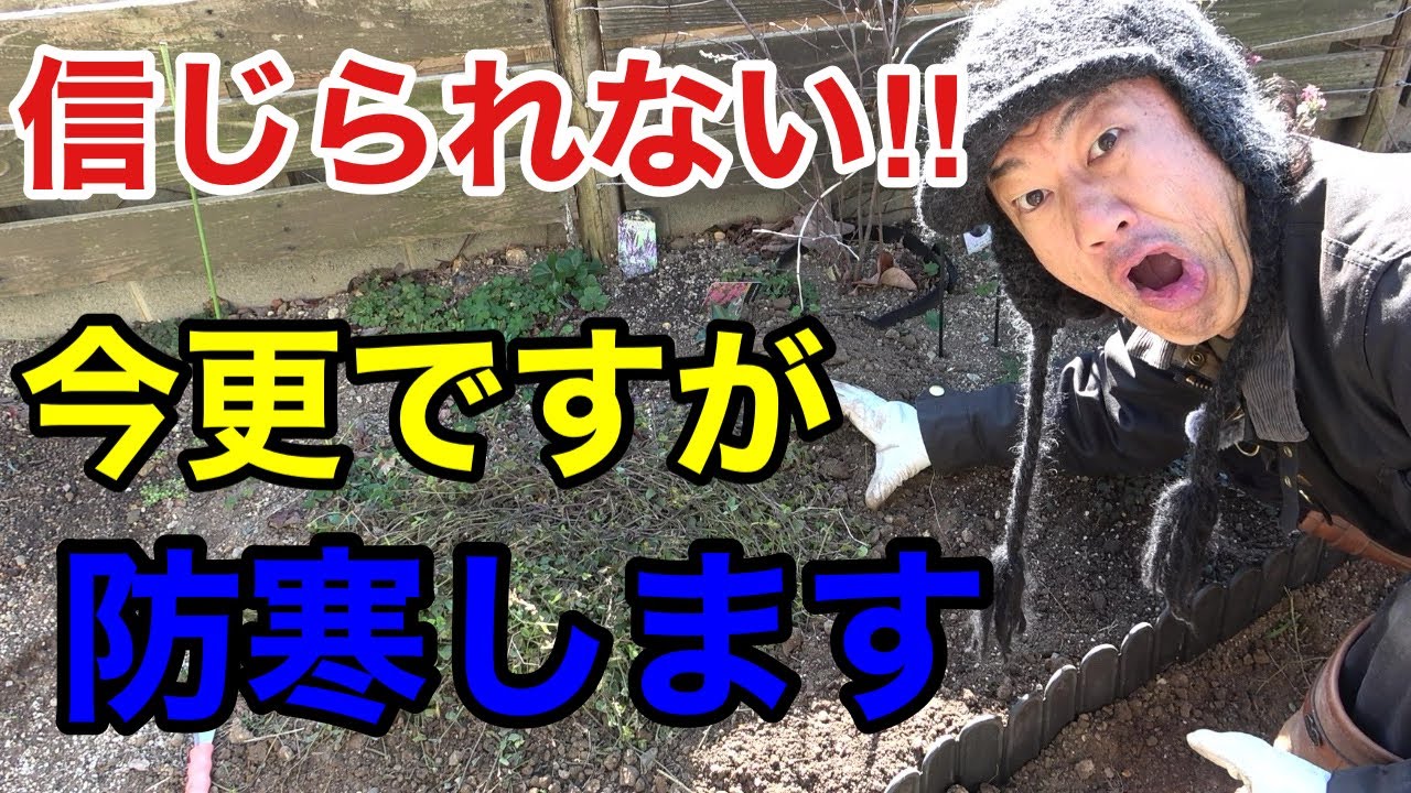 【異常事態】我が家の庭で信じられない事が起きてます　【園芸超人カーメン君】