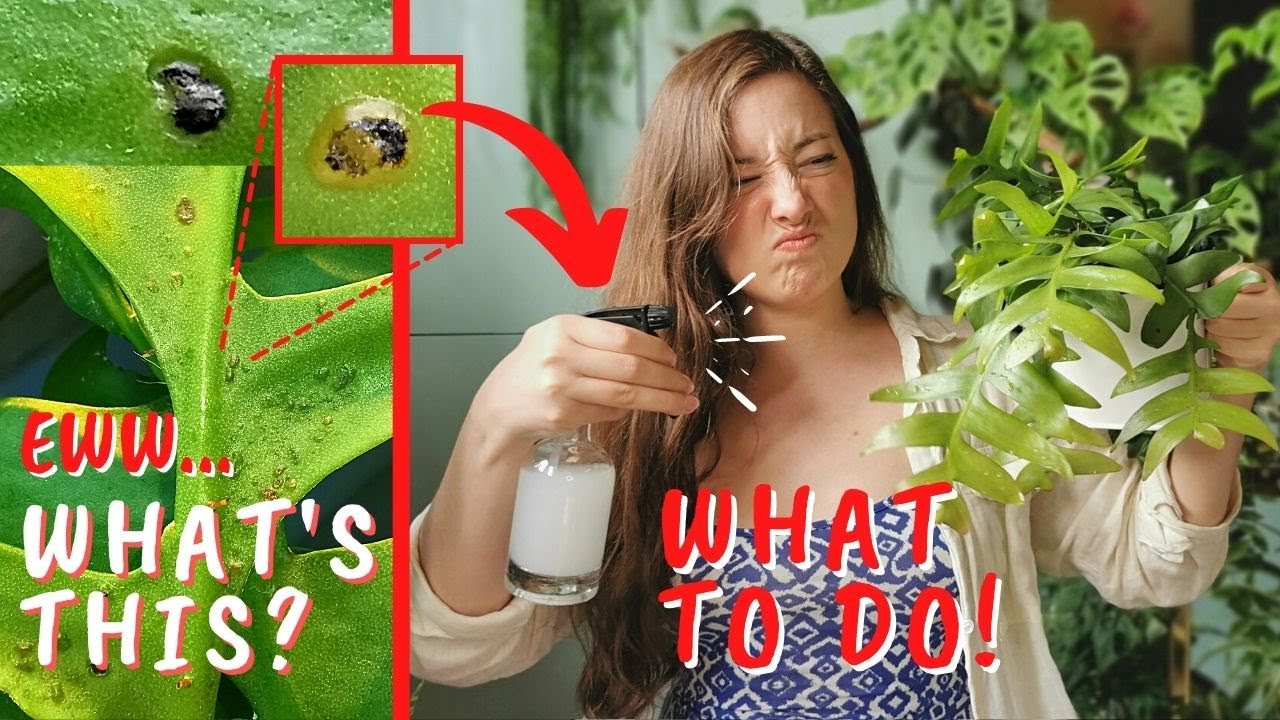 Dark Spots on Cactus | IDENTIFY & TREAT Fungal Infection on Epiphyllum