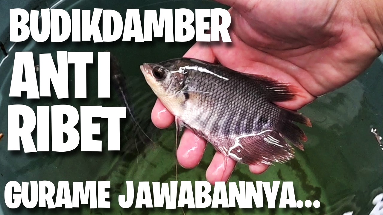 Budikdamber Anti Ribet | Penasaran?