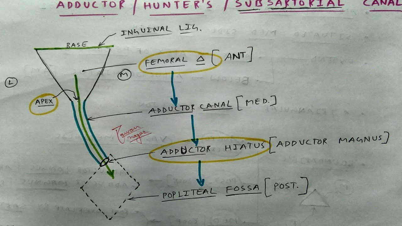 Adductor Canal - 1 | Lower Limb Anatomy | TCML