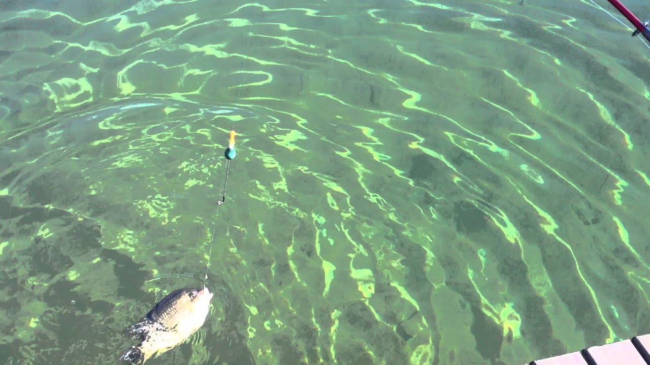 Kurper fishing 103