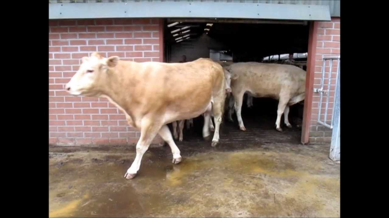 Inscharen van Blonde d'Aquitaine koeien en kalveren