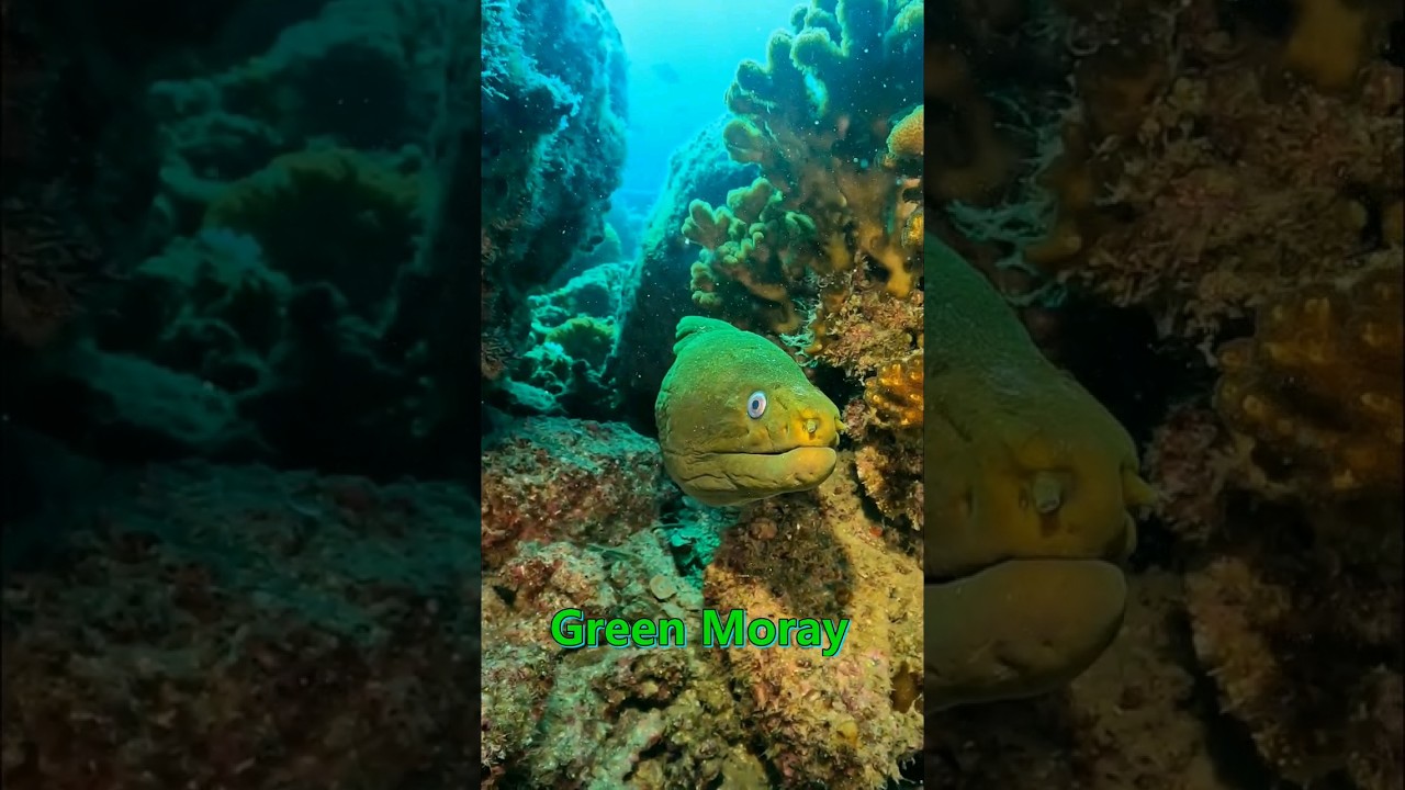 Green Moray 🤿 😊 #scubadiving #lapazmexico #lapaz