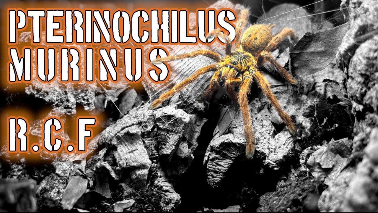 Moving a Pterinochilus murinus (OBT) spider #tarantulas #tarantula #orangebaboontarantula